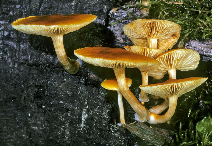 Gymnopilus penetrans